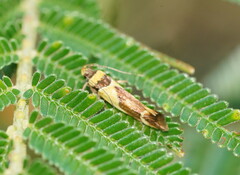 Macrobathra chrysotoxa