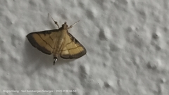 Cnaphalocrocis medinalis