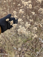 Euthamia graminifolia