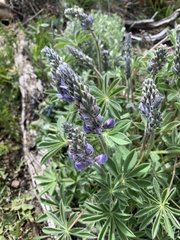 Lupinus caudatus