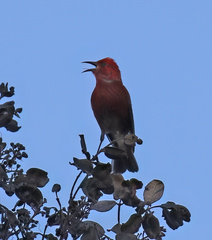 Himatione sanguinea