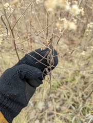 Euthamia graminifolia