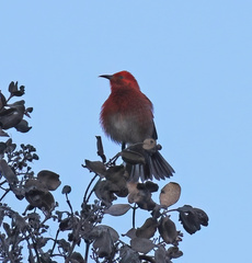 Himatione sanguinea