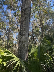 Cryptothecia striata