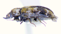 Trogoderma