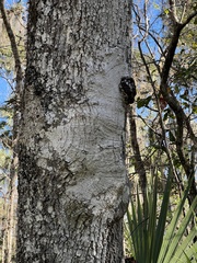 Cryptothecia striata