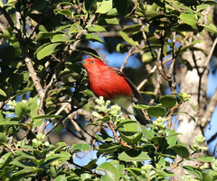 Himatione sanguinea