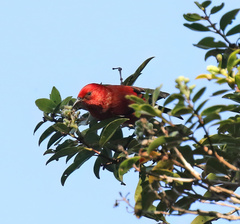 Himatione sanguinea