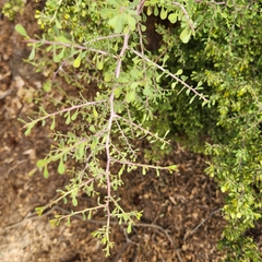 Condalia globosa globosa