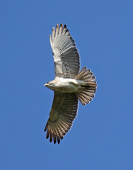 Buteo solitarius