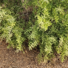 Condalia globosa globosa