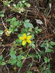 Bidens ostruthioides