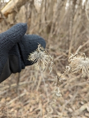 Cirsium vulgare