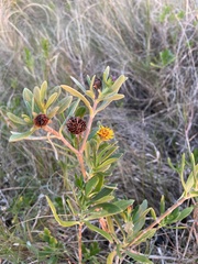 Borrichia arborescens
