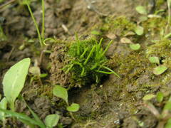 Anthoceros agrestis