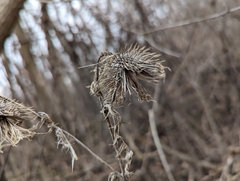 Cirsium vulgare