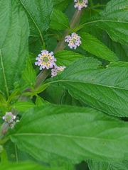 Lippia alba