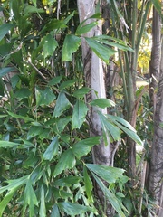 Caryota mitis