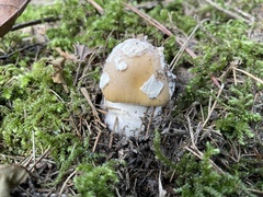 Amanita orientigemmata