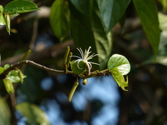 Alangium hexapetalum