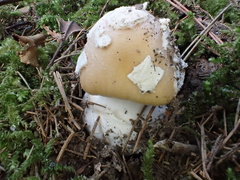 Amanita orientigemmata