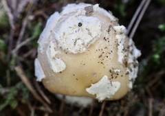 Amanita orientigemmata