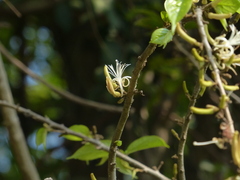 Alangium hexapetalum
