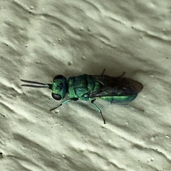 Chrysidoidea