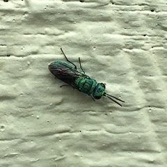Chrysidoidea