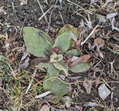 Verbascum thapsus