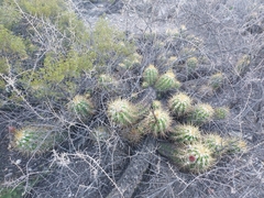 Trichocereus candicans