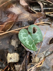 Hexastylis virginica