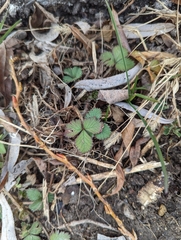Potentilla indica