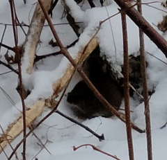 Peromyscus maniculatus