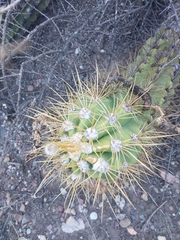 Trichocereus candicans