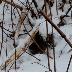 Peromyscus maniculatus