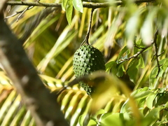 Annona muricata