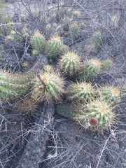 Trichocereus candicans