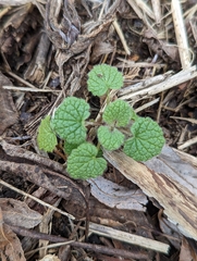 Lamium