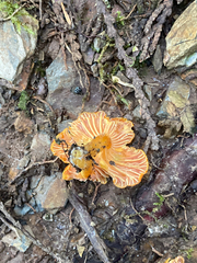 Cantharellus formosus
