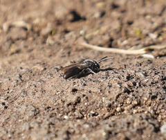 Hylaeus