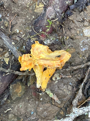 Cantharellus formosus