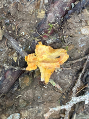 Cantharellus formosus