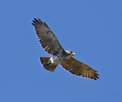 Buteo solitarius