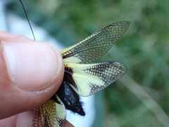 Libelloides coccajus