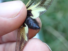 Libelloides coccajus