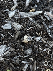 Cyathus