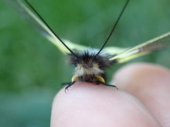 Libelloides coccajus