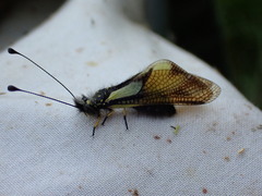 Libelloides coccajus