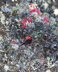 Himatione sanguinea